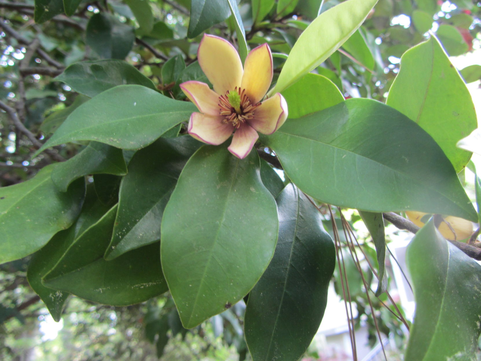 APR Banana shrub.JPG